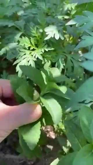Hình bước làm 1 của món Nước cam cara và lá bạc hà tươi