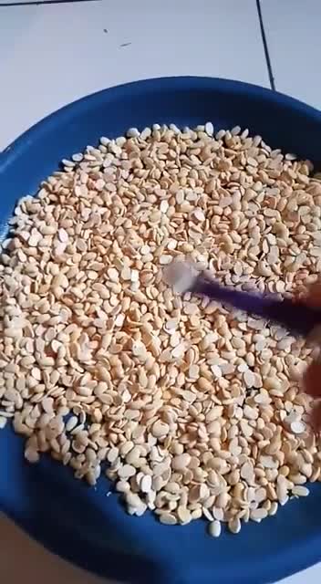 Foto langkah ke 13 dari resep Tempe Homemade (Kacang Kedelai).