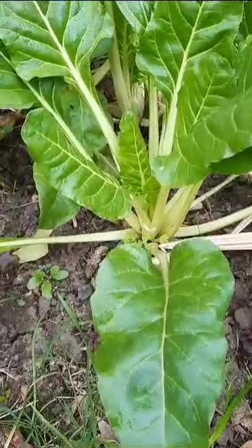 Foto del paso 1 de la receta: 🍽 🧆 Bocaditos o croquetas de acelga de la Huerta 🌿