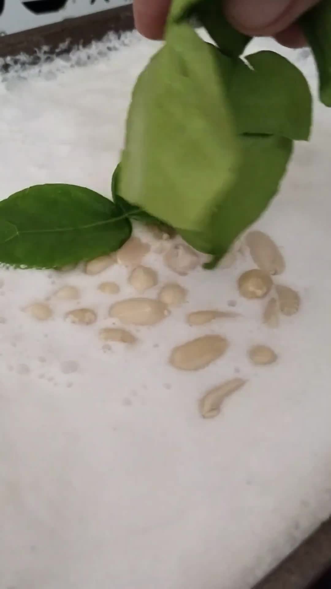 Gambar langkah 1 resipi Kacang bawang putih.