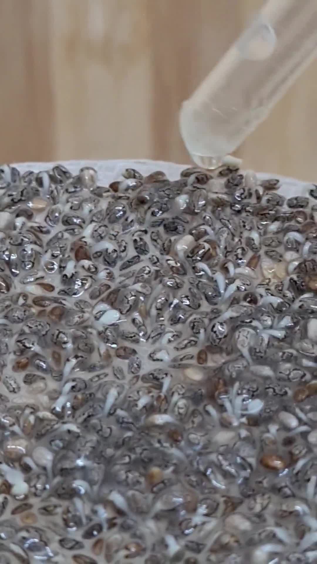 Foto del paso 3 de la receta: Brotes de chía 🌱 Especial para niños, una propuesta saludable para ver crecer, cosechar y saborear