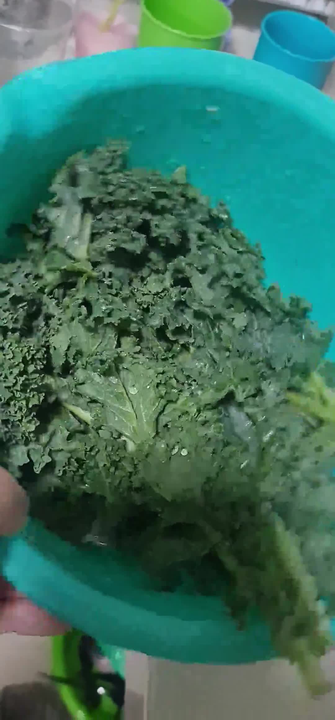 Foto langkah ke 2 dari resep JUS SAYUR KALE YG ENAK !! FULL ANTIOKSIDAN.