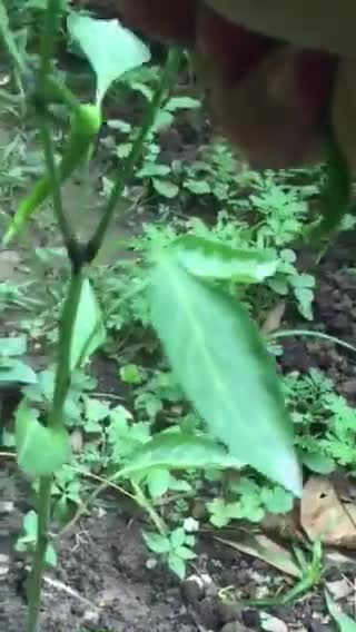عکس مرحله 1 از دستور املت پیاز