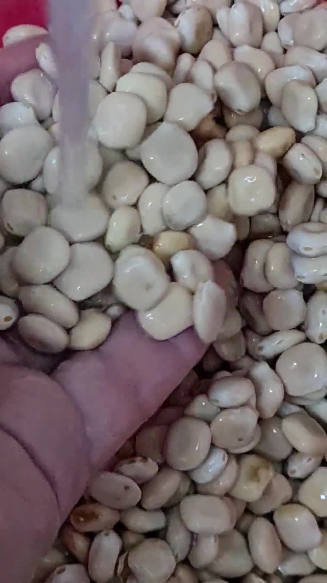 Foto del paso 2 de la receta: Lupines 🌱 Altramuces 🌱 Chochos 🌱 Tremosos 🌱 Tremoços 🌱 Frijoles de altramuz 🌱 Entremozos 🌱