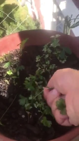 Foto del paso 1 de la receta: Salsa verde chilena