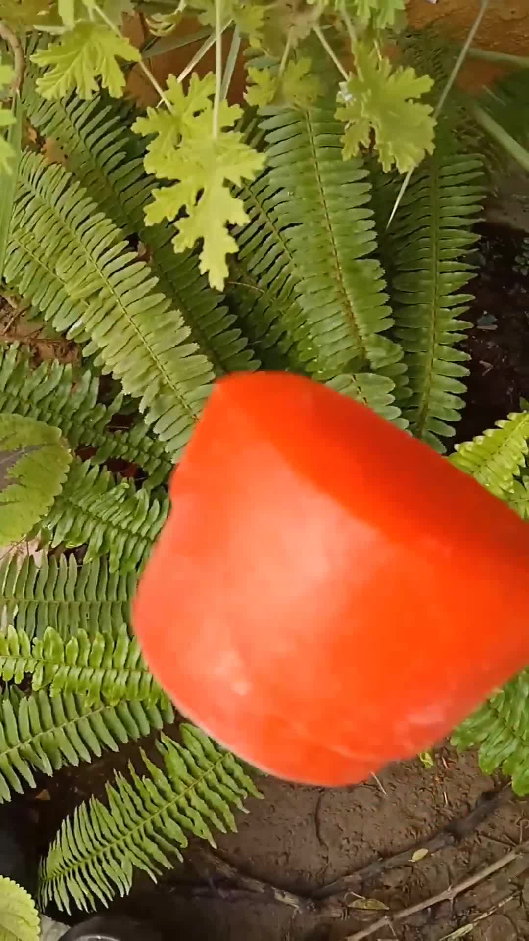 Une image de l'étape 5 de Sucette glacée 🍭 au sirop de grenadine.