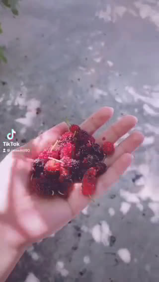 صورة لخطوة 1 من وصفة آيس كريم التوت 🍦😋