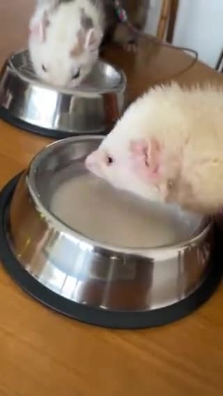 Foto del paso 10 de la receta: Sopipita de patas de pollo para tu mascota