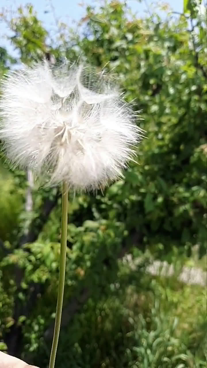 عکس مرحله 5 از دستور آش رشته ۱۳بدر